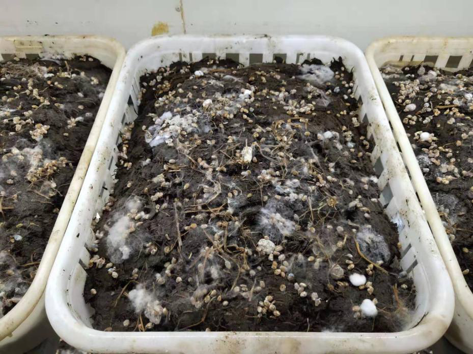 平菇菌丝在培养基上蔓延的特写镜头