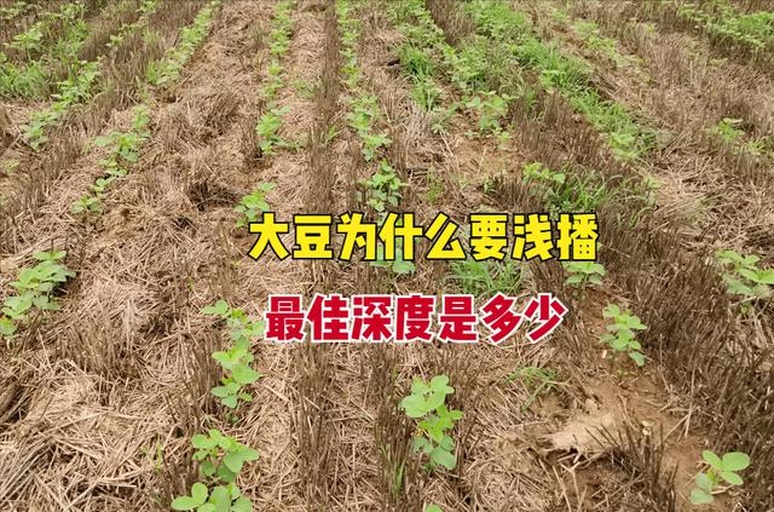 大豆田间土壤墒情检测现场图