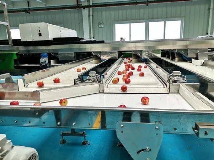 红将军苹果分拣包装车间