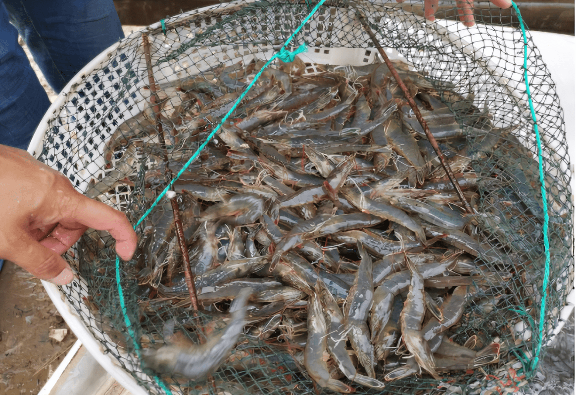 海边滩涂采集贝类场景