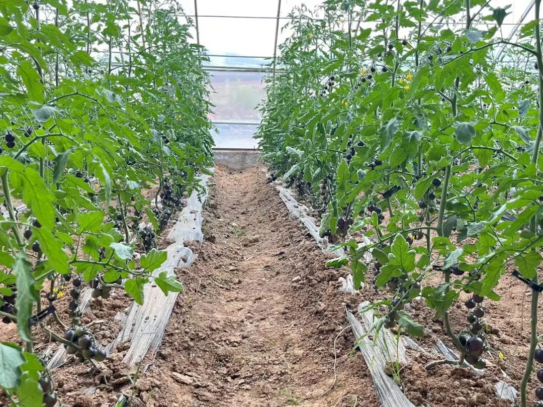 黑龙江依安县黑土地上的有机番茄种植基地，无人机正在对整齐排列的番茄植株进行绿色防控喷洒作业