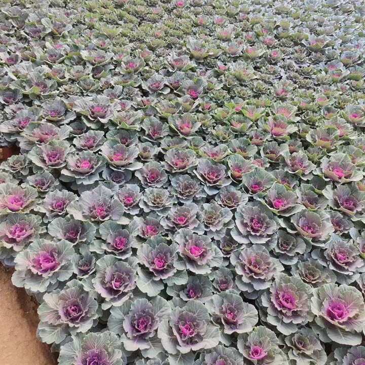 亚麻植物与成熟亚麻籽特写