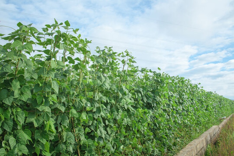 红芸豆种植田景观