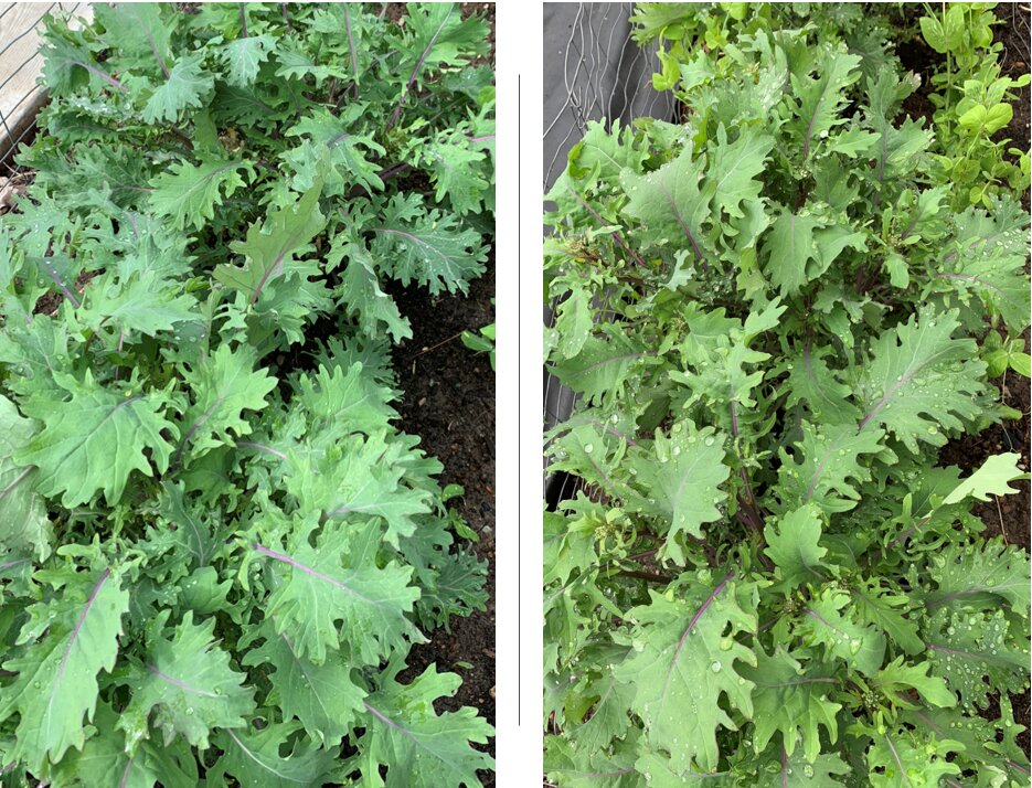 羽衣甘蓝主茎顶端生长点清晰可见,嫩绿色芽体位于植株中央,周围被层层展开的深绿色皱叶包围,适合用于展示掐头操作前的植株状态 羽衣甘蓝主茎顶端生长点特写