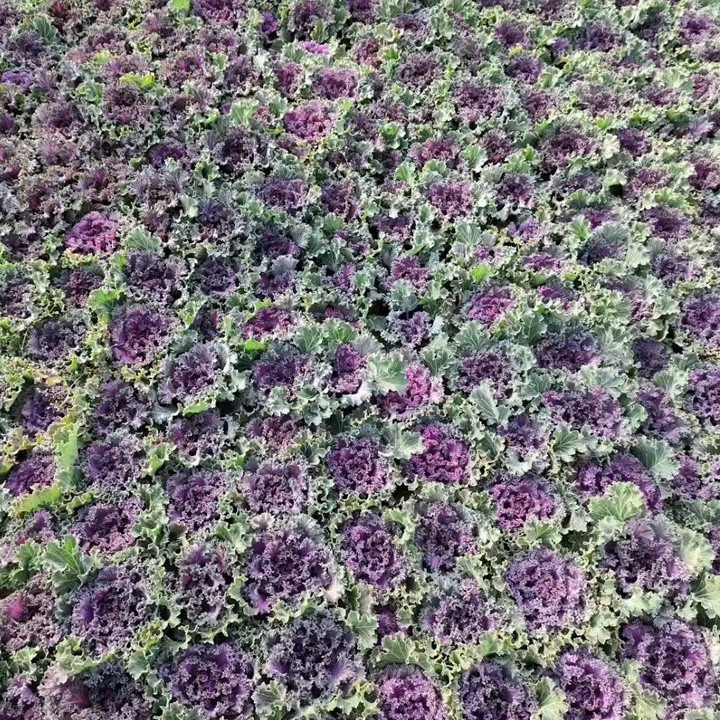 一片开阔的农田中整齐排列着生长旺盛的紫甘蓝植株,叶片呈深紫色,阳光照射下色泽饱满,土壤湿润,远处有农民正在劳作,体现农产品源头的生态与安全 紫甘蓝种植田地航拍图