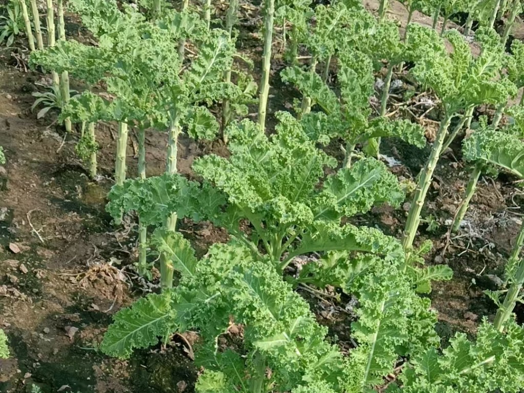 羽衣甘蓝植株整体外观