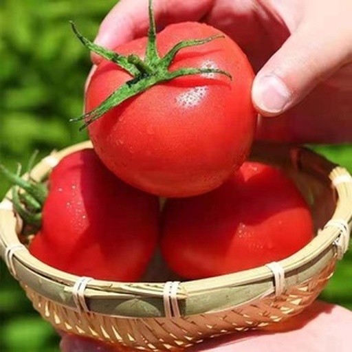 鲜红饱满的成熟西红柿特写