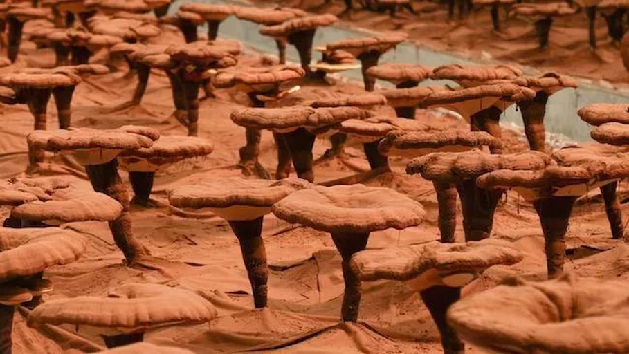 现代化灵芝培育实验室场景