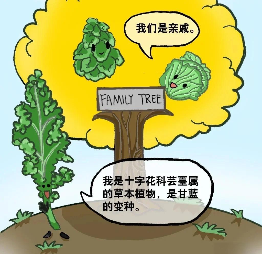 植物学分类图示