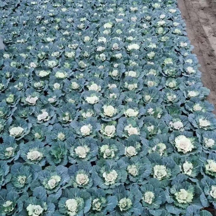 白花椰菜田间生长实景图