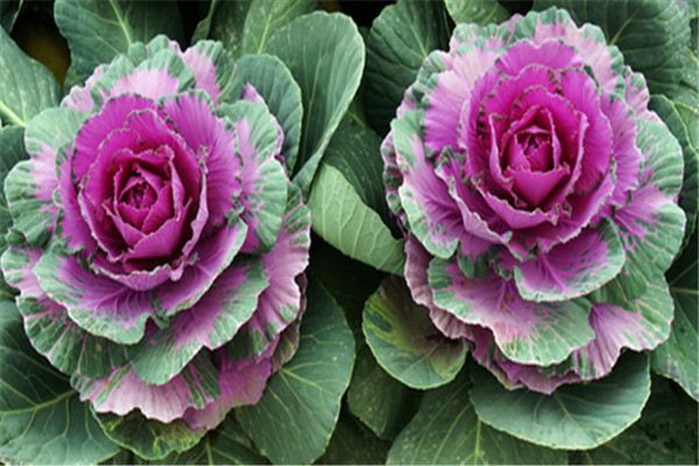 红色羽衣甘蓝植株特写