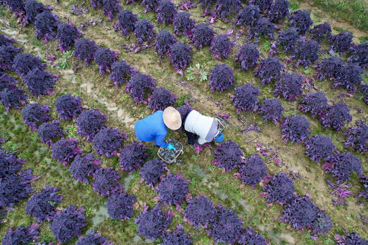 紫罗兰紫油菜采收场景