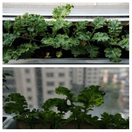 家庭阳台种植羽衣甘蓝