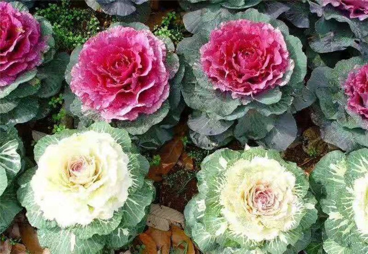 一位市民站在花坛边拍照，手指向盛开的观赏羽衣甘蓝，面露好奇表情