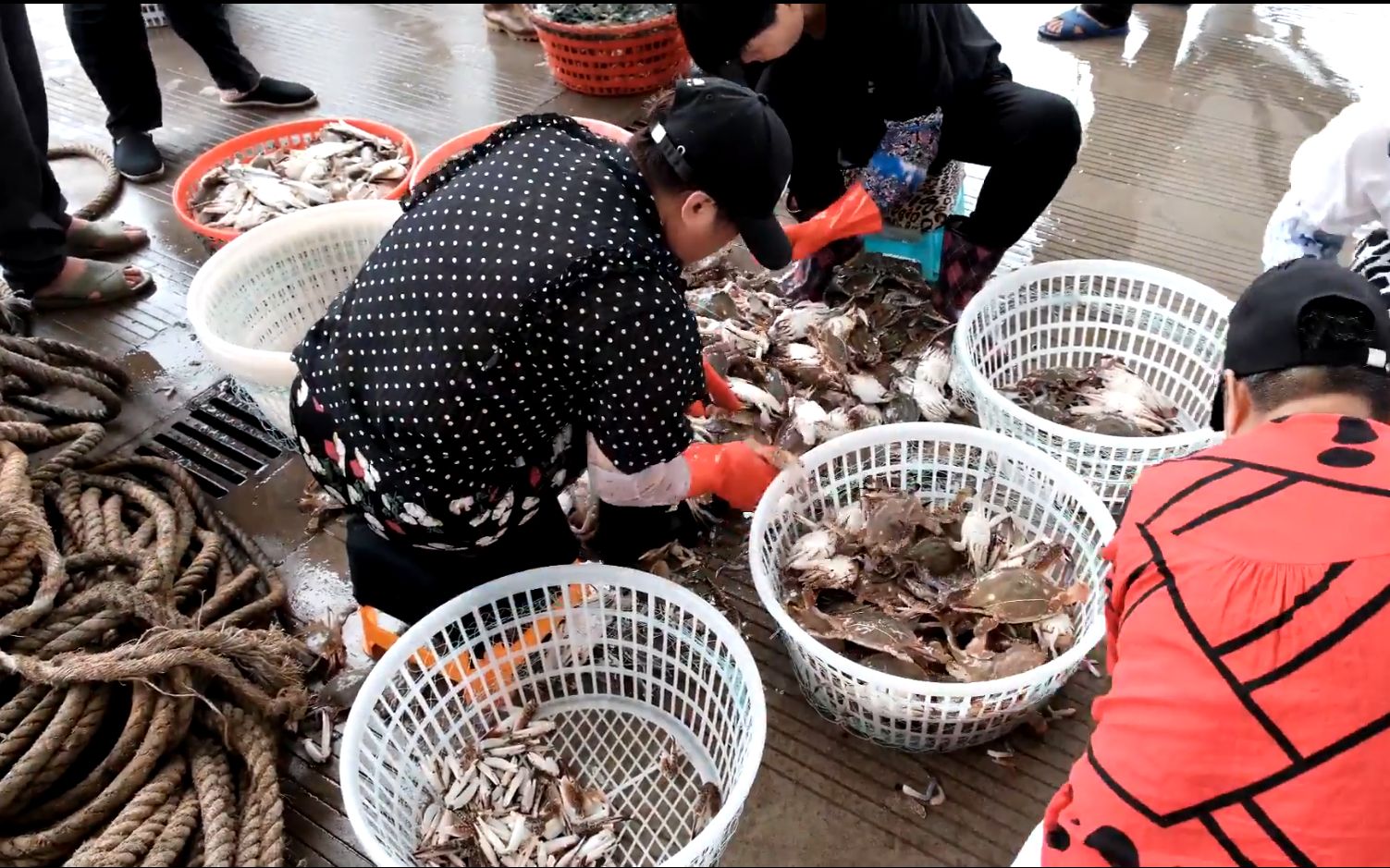 梭子蟹捕捞场景
