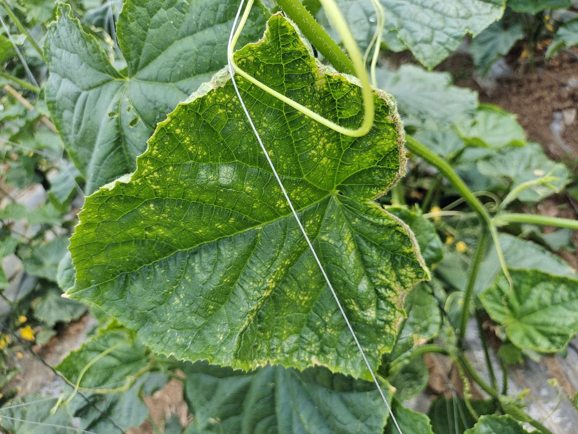黄瓜叶片药害症状