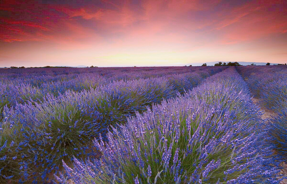 法国南部普罗旺斯地区的阳光田野,整齐排列的番茄植株上挂满红色果实,农民正在手工采摘,背景有薰衣草田和远处的山丘,天空湛蓝,体现典型的地中海田园风光 普罗旺斯西红柿田景观