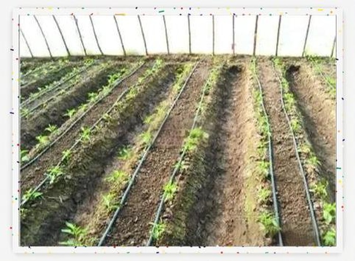 娃娃菜冬季温室种植环境