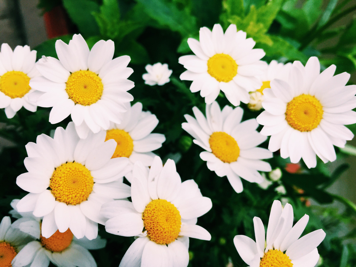 一朵盛开的白色雏菊,镜头聚焦于其中心部位,清晰展示金黄色的雏菊花蕊。花蕊呈圆形凸起,由密集的细小管状花组成,每朵小花顶端有明显的花药和柱头结构,背景为模糊的绿叶与浅色草地,光线柔和,突出微观细节 雏菊花蕊特写