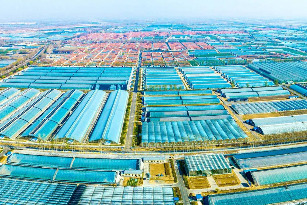 航拍视角下的寿光市连片现代化温室群,冬季阳光照射在覆盖着白色保温被的大棚上,远处可见“中国蔬菜之乡”标识牌 航拍视角下的寿光市连片现代化温室群,冬季阳光照射在覆盖着白色保温被的大棚上,远处可见“中国蔬菜之乡”标识牌