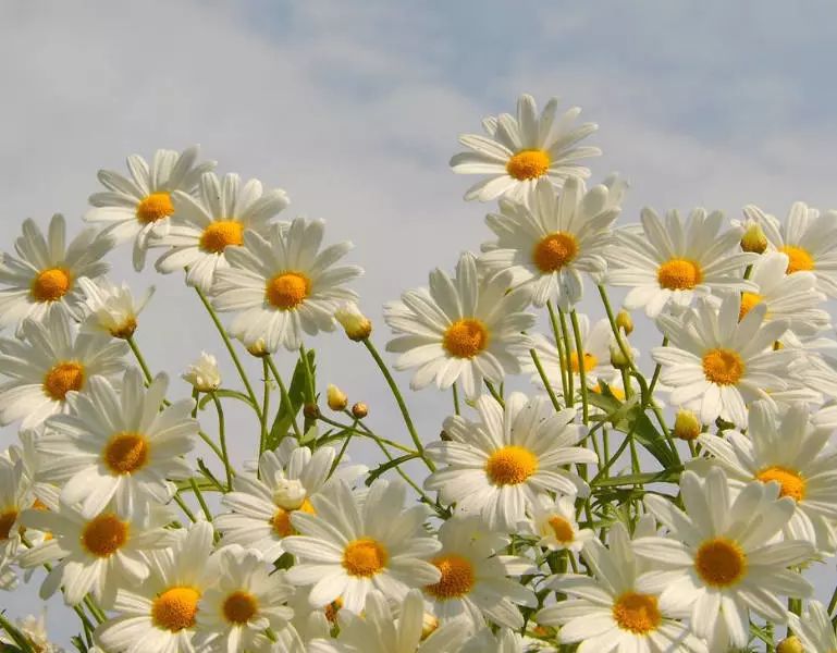 雏菊盛开的花束