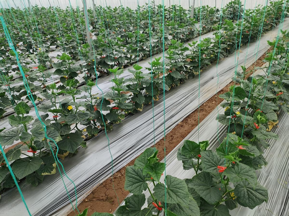 一个现代化温室大棚内的黄瓜植株整齐排列,藤蔓攀爬在吊绳上,顶部叶片健康翠绿,配备滴灌系统和温湿度监测仪,展示良好管理下的生长环境 黄瓜大棚种植环境示意图