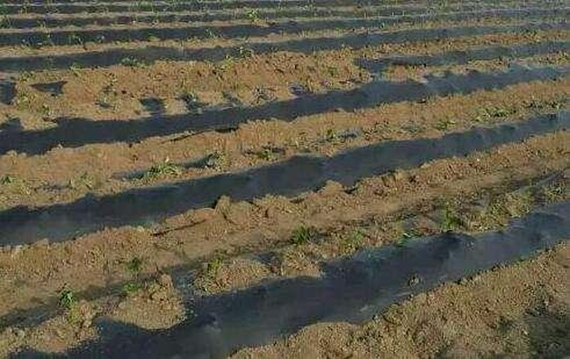 展示甘肃河西走廊地区采用黑色地膜全覆盖、滴灌带铺设于膜下的萝卜种植场景,地膜上有规则排列的播种孔,幼苗已破膜而出,背景为干旱戈壁地貌,体现节水高效农业特征 西北地区萝卜覆膜滴灌种植模式