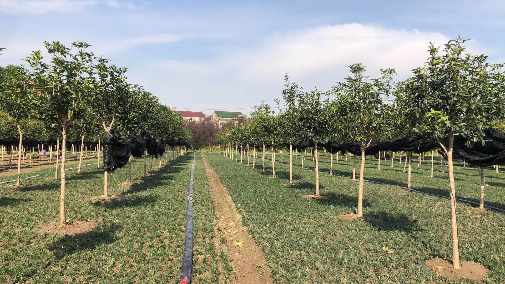 展示红点小苗在苗圃中整齐排列的生长状态,背景为阳光下的苗圃环境 红点小苗在苗圃中的生长状态