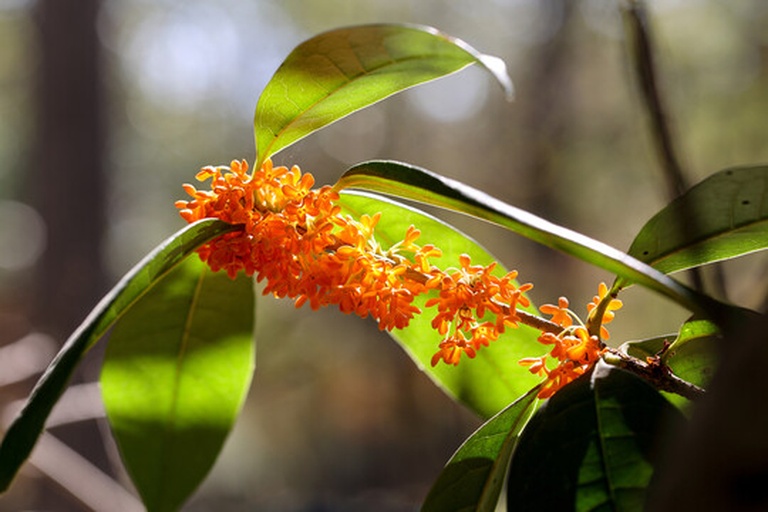红梅与金桂花原料特写