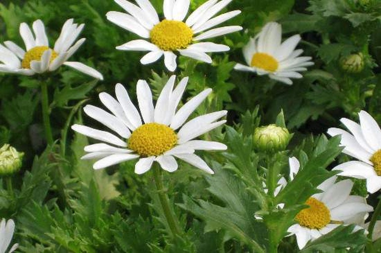 特写镜头下的单朵雏菊细节