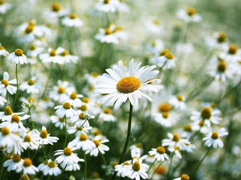 一位年轻女子手持一朵雏菊站在田野中微笑