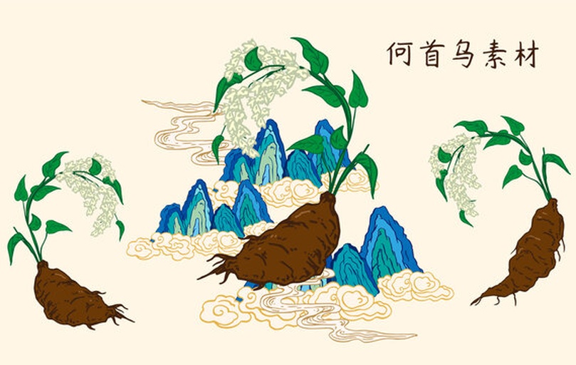 车前草与生姜在中医方剂中的应用场景插画