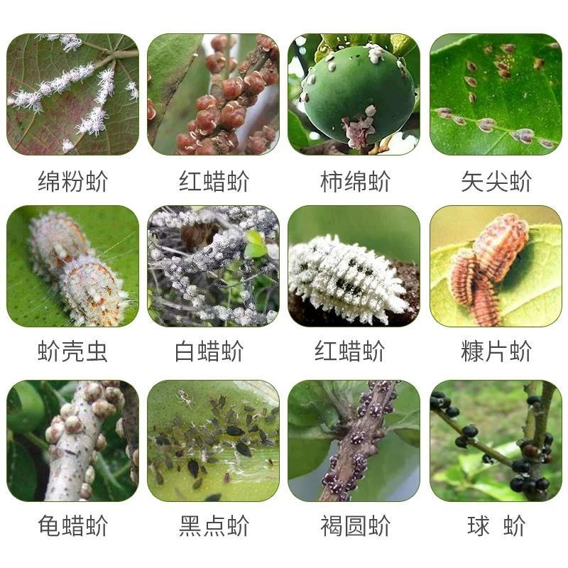 放大镜下观察到的粉葛裳蛉成虫,身体呈红褐色,外覆白色蜡丝,尾部连接一个椭圆形橙红色卵囊,周围可见散落的初孵若虫 粉葛裳蛉成虫与卵囊显微特写图