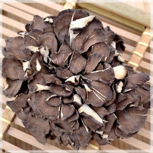 灰树花原基初期形态特写