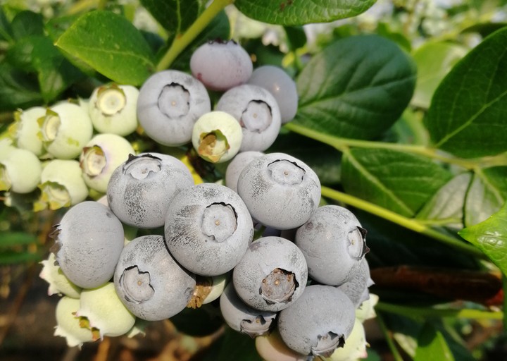 蓝莓果园中成熟的蓝莓果实特写