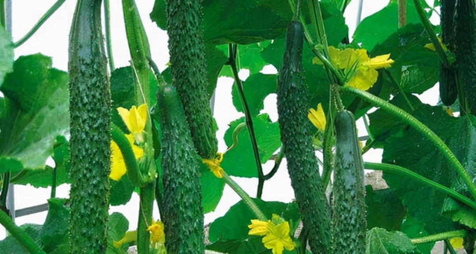 密刺黄瓜植株与成熟果实特写