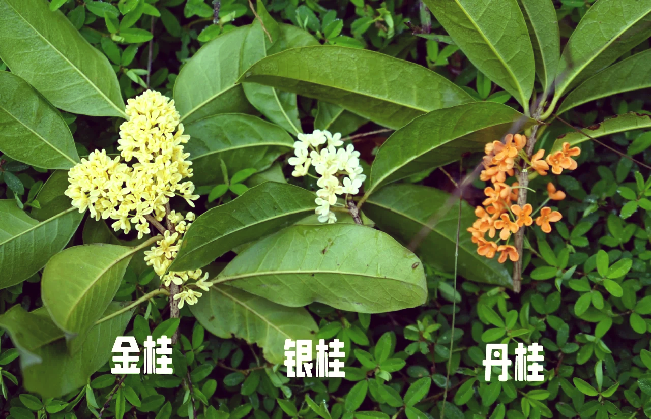展示金桂(金黄色)、银桂(淡黄)、丹桂(橙红色)、四季桂(淡白)的花朵对比图 金桂、银桂、丹桂、四季桂品种对比图