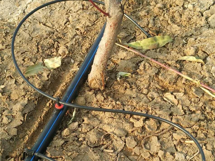 百香果种植园中的滴灌系统