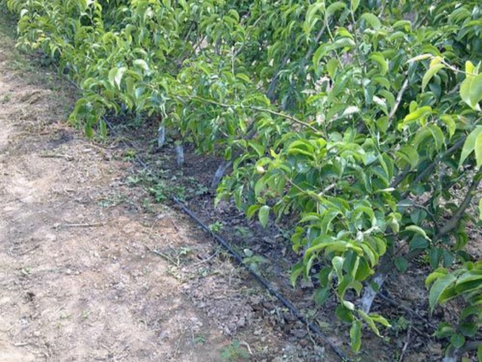 徐香猕猴桃果园滴灌系统布置示意图