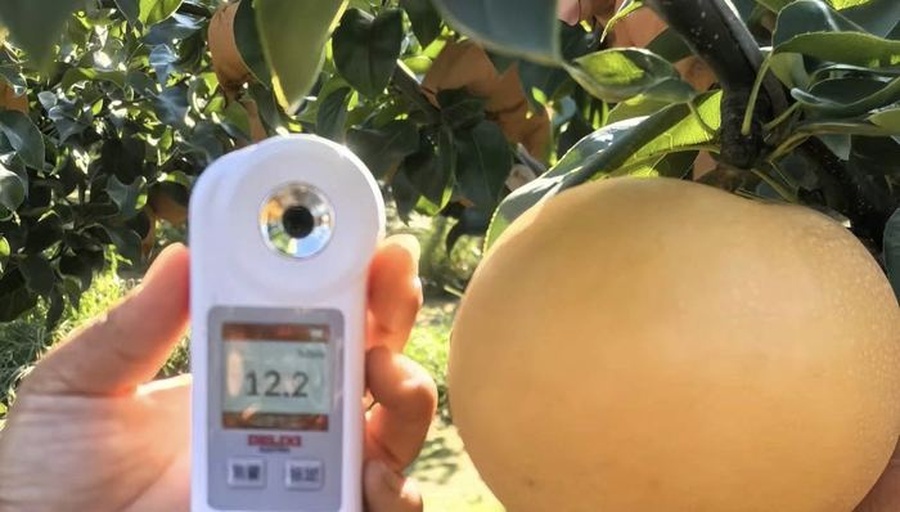 一位身穿浅蓝色工作服的果农站在果园中,左手拿着一颗刚摘下的金黄色酥梨,右手握着电子测糖仪,屏幕上显示糖度数值为14.8%,背景是茂密的梨树枝叶和悬挂的果实,阳光透过叶片形成斑驳光影 果农手持测糖仪检测刚采摘的酥梨甜度