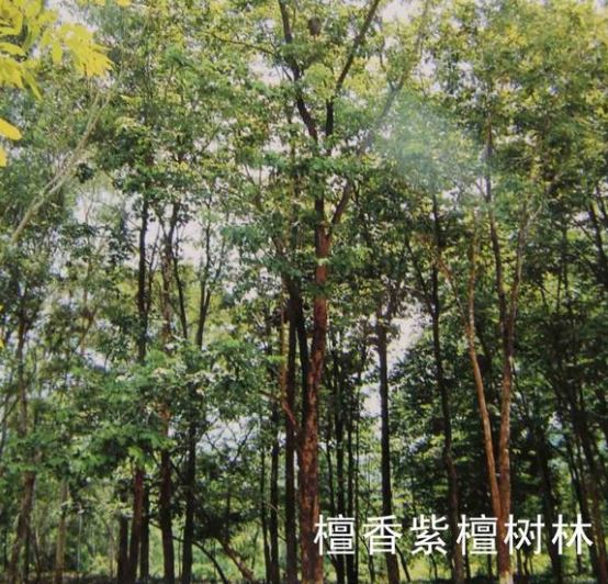 野生小叶紫檀树原生林环境航拍：低矮开阔的印度德干高原灌丛地貌，数十株胸径20–40 cm的成年小叶紫檀树错落分布，树冠呈伞形，羽状复叶浓绿密集，地面可见裸露红壤与零星花序