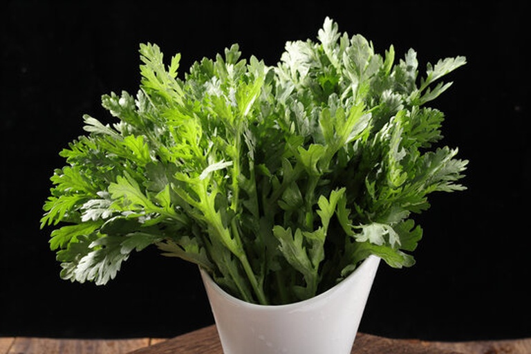 新鲜茼蒿选购对比图