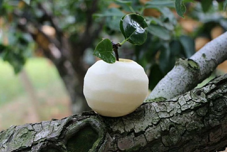 白皮松松果与文创产品的结合