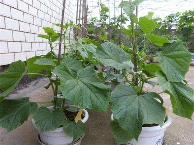 墨西哥黄瓜在家庭阳台种植场景