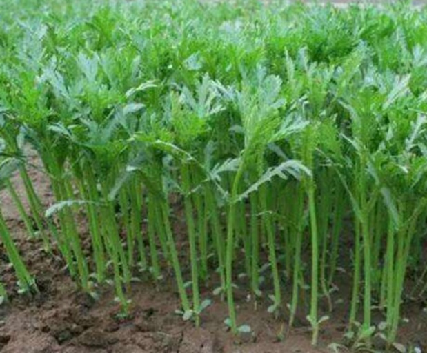 一片绿油油的茼蒿种植田,植株整齐排列,叶片鲜嫩翠绿,茎秆挺拔呈筒状,阳光洒落在叶面上,背景为田园风光,土壤湿润,有农民正在弯腰采摘 茼蒿田间生长实景