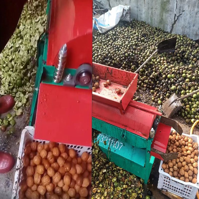 一名中年男性农民坐在庭院中操作手动核桃破壳器,正在处理一批新鲜青皮核桃,桌面整齐排列着工具、待处理的带皮核桃以及收集在碗中的白色湿核桃仁,体现家庭式加工场景 一位农民正在使用小型破壳工具处理青皮核桃,工作台上摆放着工具、未处理的青皮核桃和已剥出的湿核桃仁