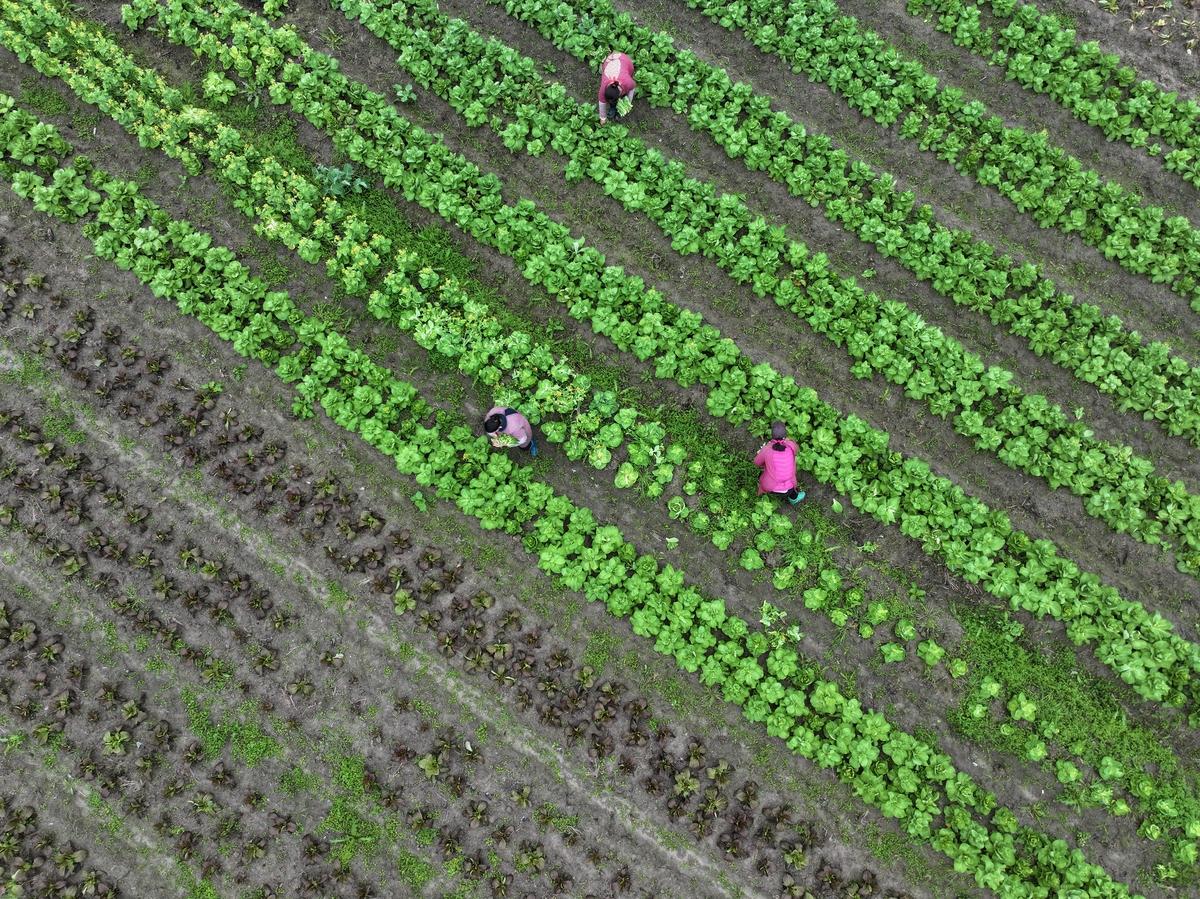 家庭厨房场景：木质料理台上摆放四只玻璃罐，分别盛装苏子仁、北杏仁、黄芩片、甘草片，标签清晰标注“甘肃靖远”“河北安国”“甘肃陇西”“宁夏中宁”及采收年份；旁置电子秤（显示2.0g）与陶瓷研钵