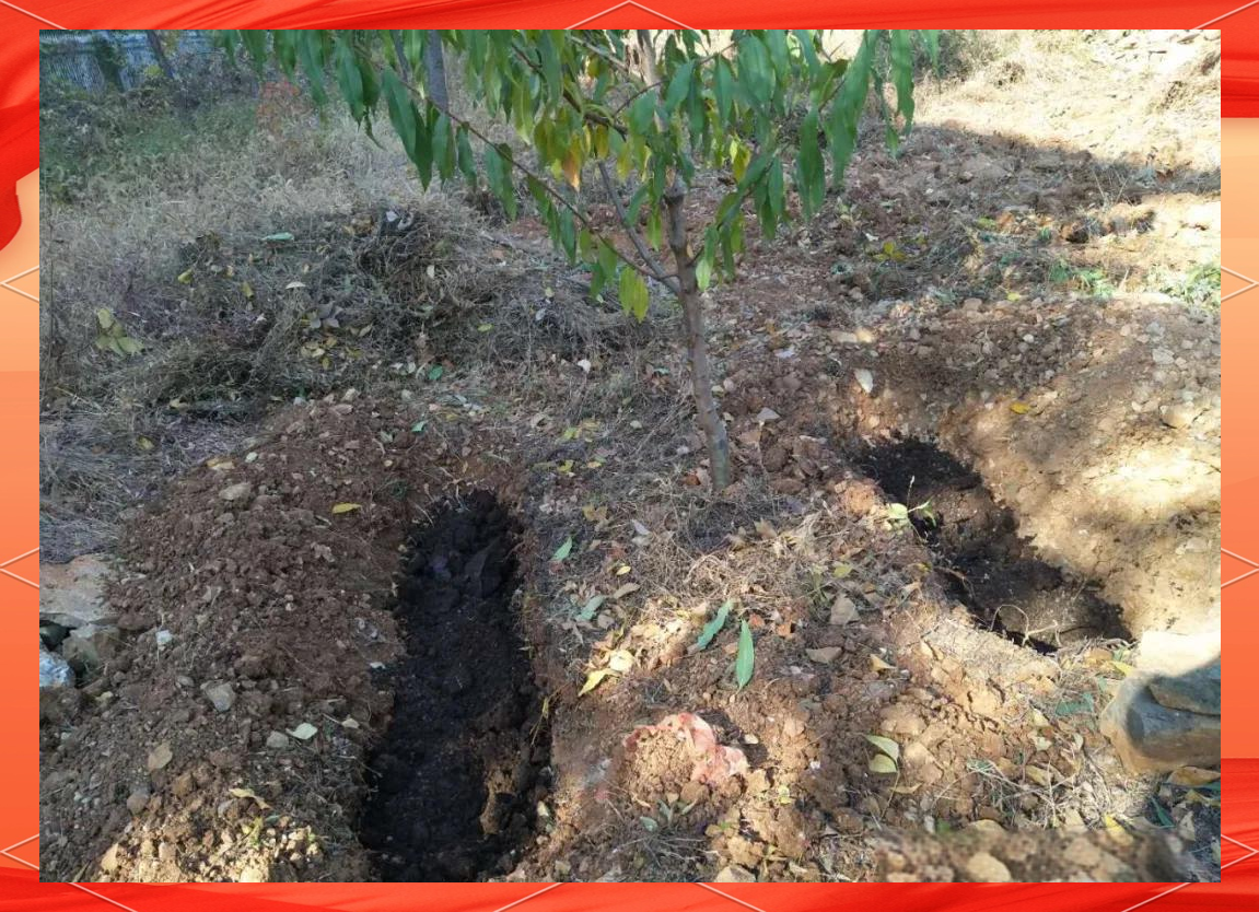 一张园林施工示意图,显示一个标准种植穴的垂直剖面。图中标注了各层结构:表层熟土、有机肥混合层、碎石排水层、土球位置、根颈高出地面2-3厘米、回填土压实状态。配有尺寸标注和材料说明,用于指导标准化种植作业 大叶女贞种植穴标准剖面图