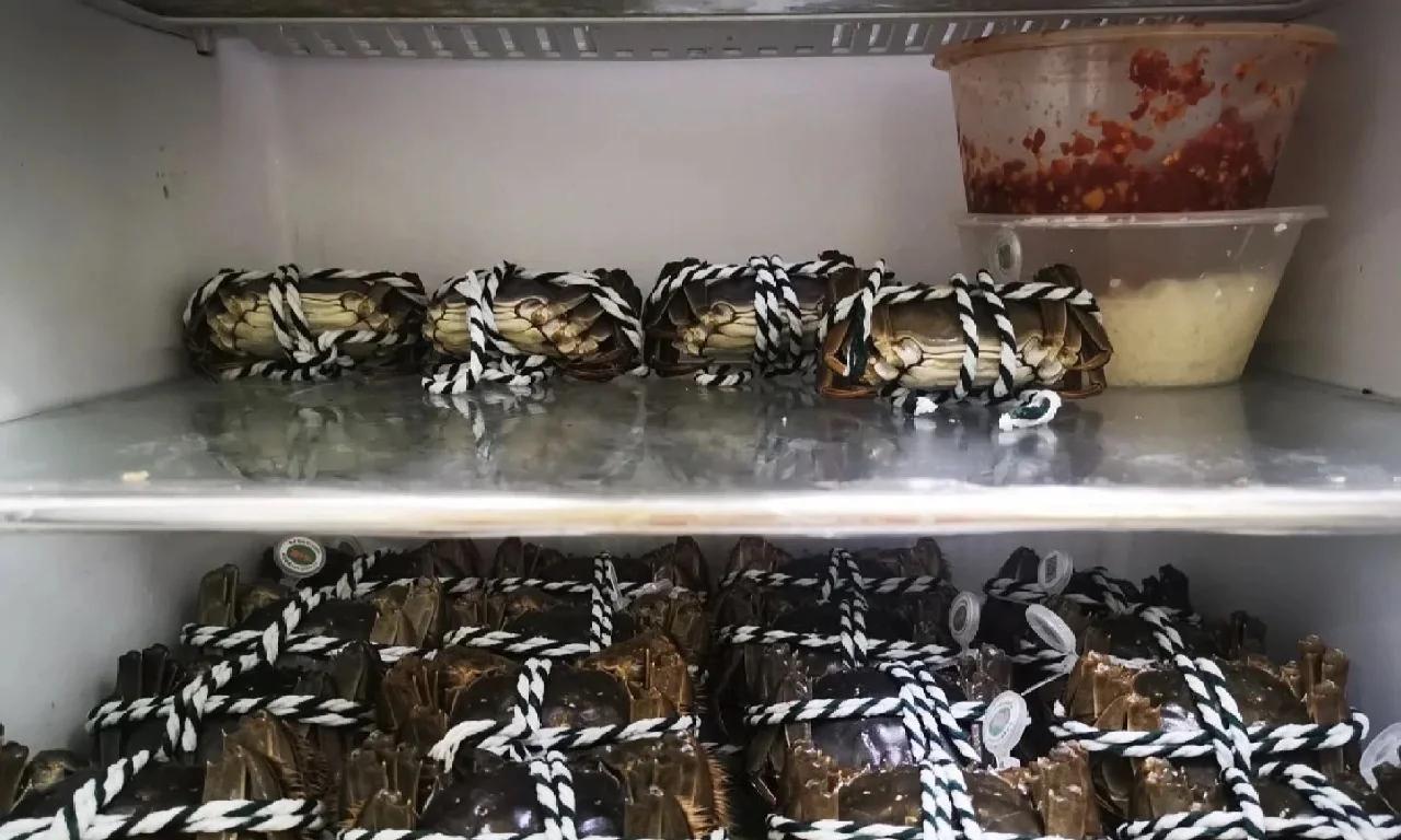 超市冷冻柜中整齐摆放的冰冻梭子蟹产品,旁边有消费者正在挑选 冰冻梭子蟹在超市冷冻柜中陈列的场景