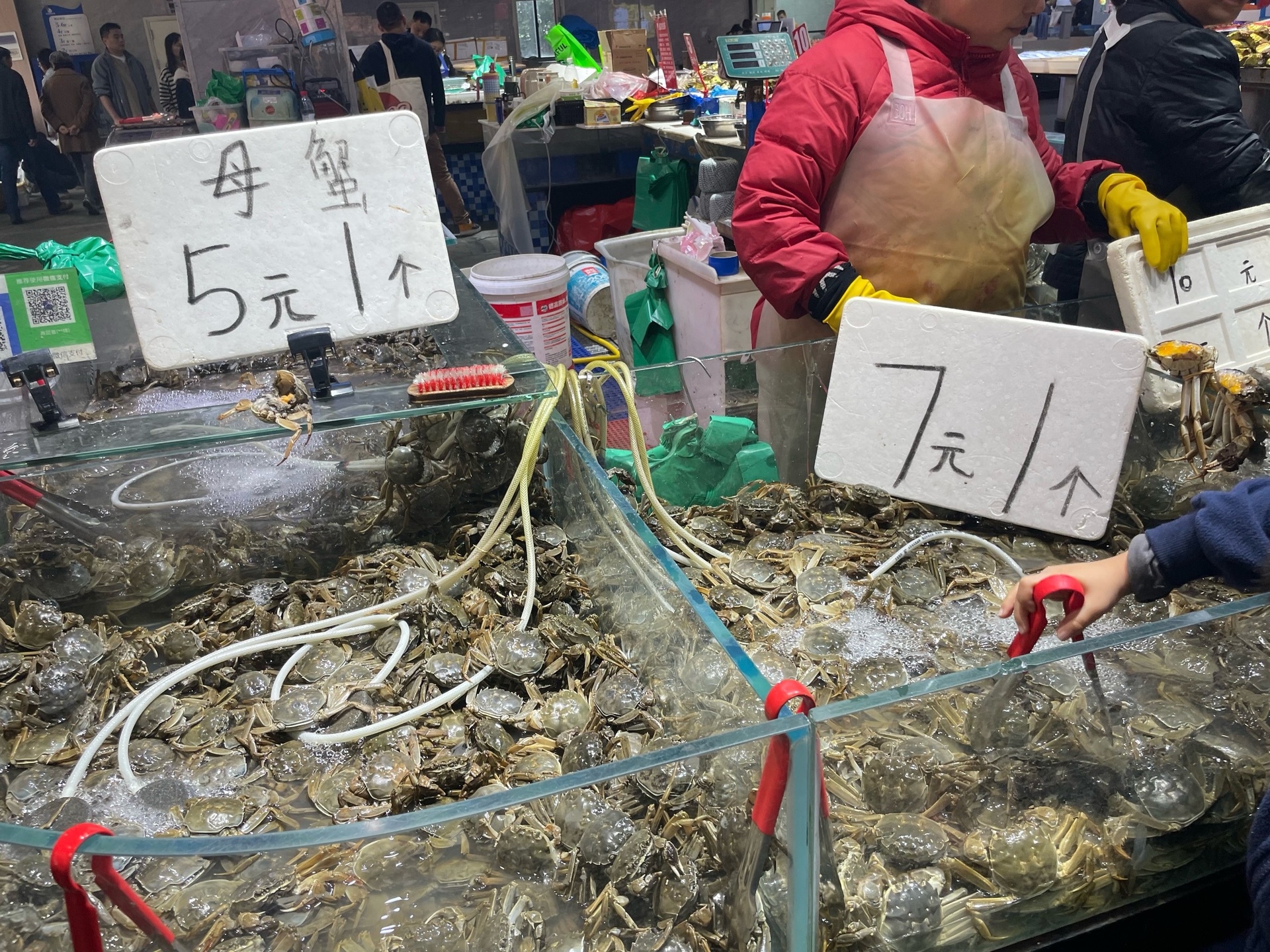 公蟹与母蟹的腹部对比,母蟹腹部较圆,公蟹则较尖 梭子蟹性别对比图